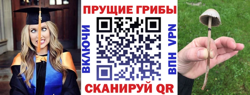 Галлюциногенные грибы Psilocybine cubensis  Купить где  Фролово 